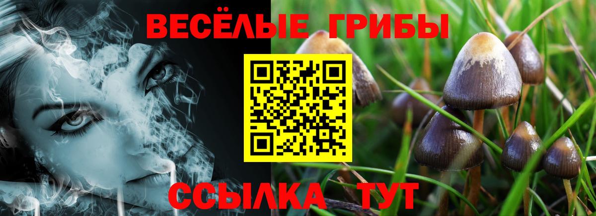 Псилоцибиновые грибы Psilocybine cubensis Жуковский